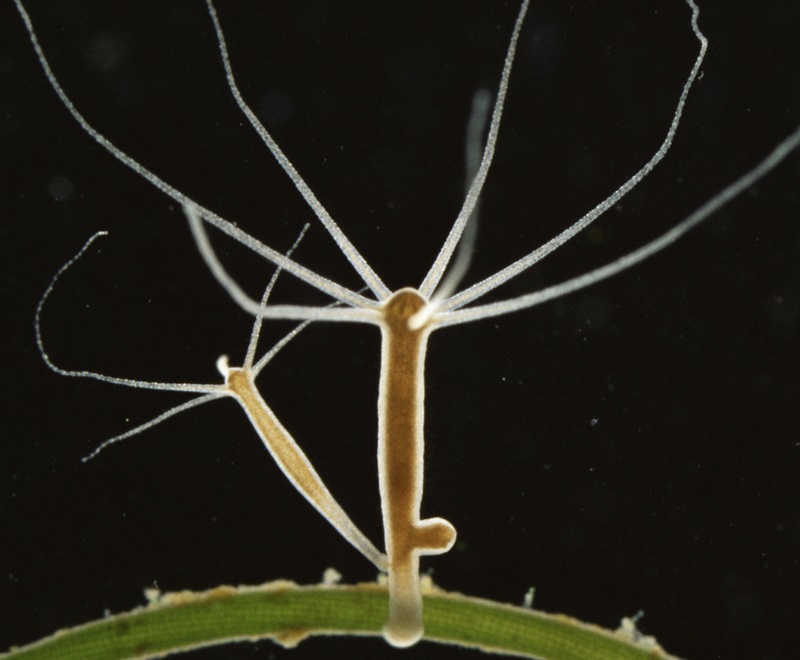 Tim peneliti gunakan AI untuk pelajari perilaku hewan 