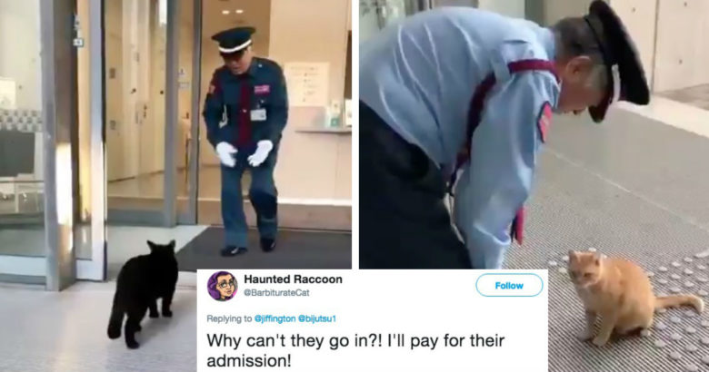 Dua kucing viral karena gagal masuk ke museum selama dua tahun
