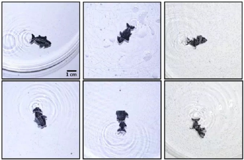 Robot ikan ini bisa menyatu kembali ketika dipotong