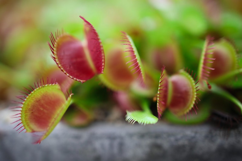 Ilmuwan ciptakan robot terinspirasi dari tumbuhan