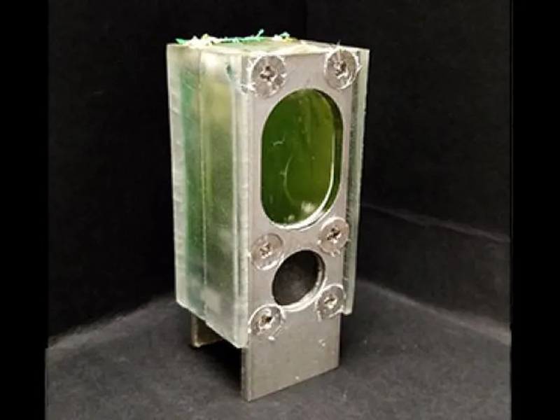 Ilmuwan berhasil hidupkan komputer sederhana dari ganggang 