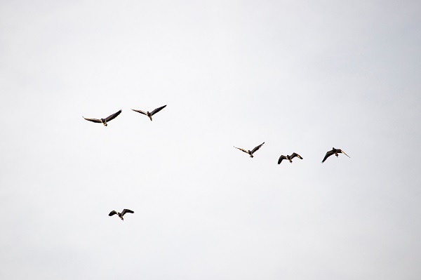 Dampak negatif mengubah burung mati jadi drone