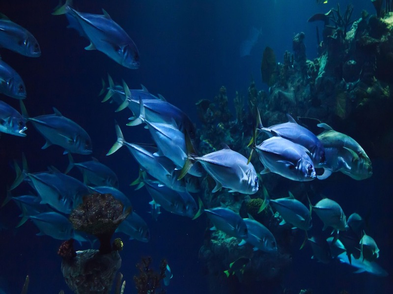 DeepStalk: Robot laut yang terinspirasi dari siput