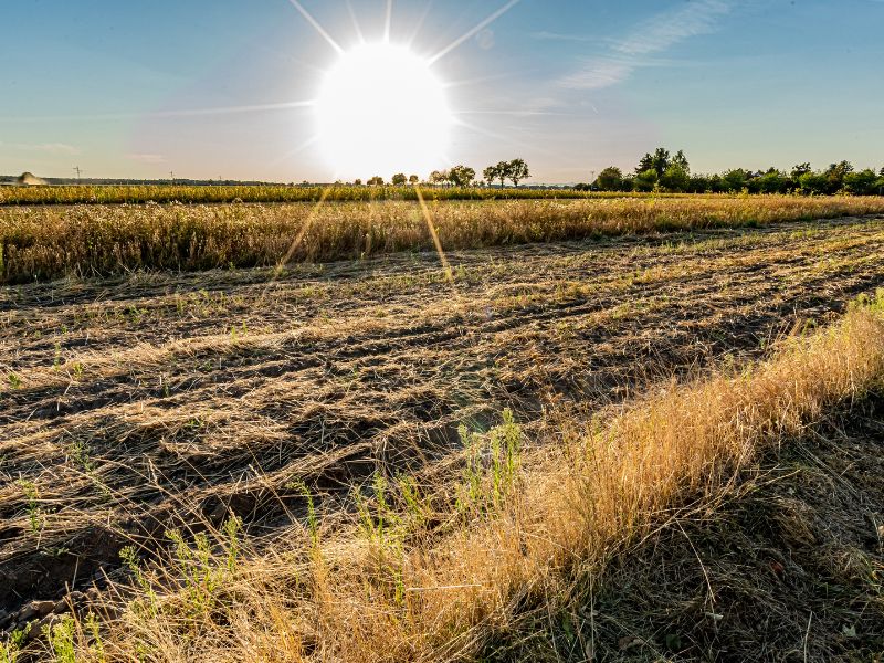 5 dampak dari gelombang panas di Asia