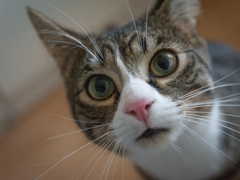 Kucing rentan terinfeksi flu burung