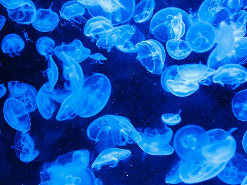 Comb Jelly Atlantik: Makhluk laut kemampuan regenerasi