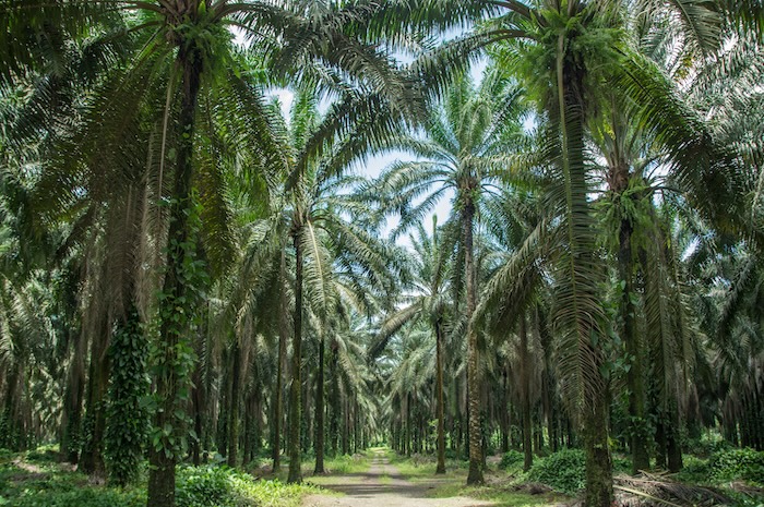 KoltiTrace Perkuat Ketertelusuran Digital Sawit Nasional, Dorong Petani Kecil Siap Hadapi Regulasi EUDR